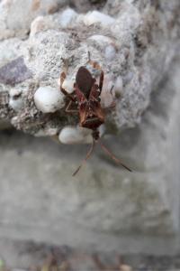 <i>Leptoglossus occidentalis</i>