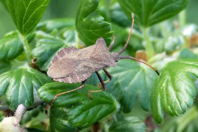 <i>Coreus marginatus</i>