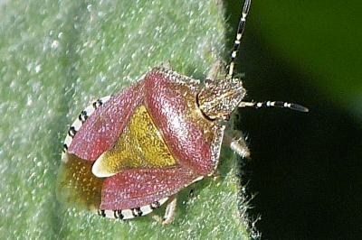 <i>Dolycoris baccarum</i>