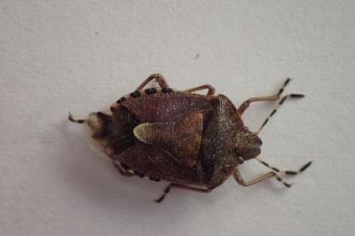 <i>Dolycoris baccarum</i>