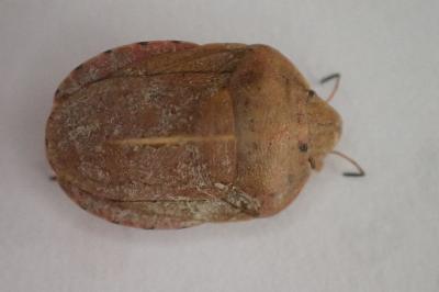 <i>Eurygaster austriaca</i>