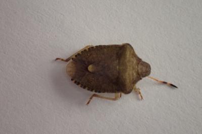 <i>Peribalus strictus vernalis</i>