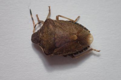 <i>Peribalus strictus vernalis</i>