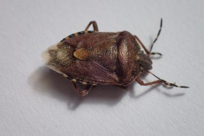 <i>Dolycoris baccarum</i>