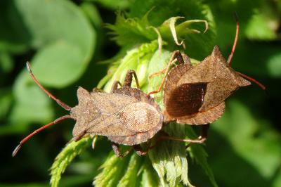 <i>Coreus marginatus</i>