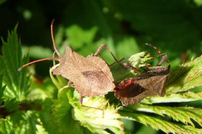 <i>Coreus marginatus</i>