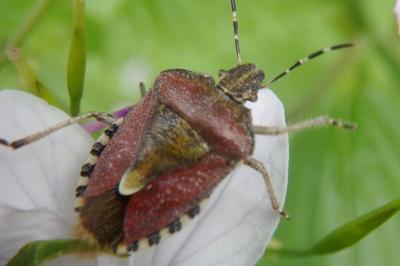 <i>Dolycoris baccarum</i>