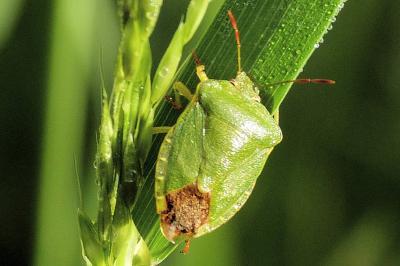 <i>Palomena prasina</i>