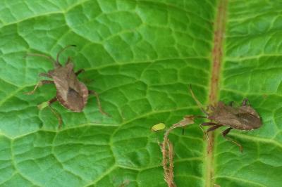 <i>Coreus marginatus</i>