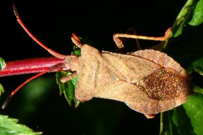 <i>Coreus marginatus</i>