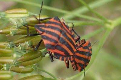 <i>Graphosoma italicum italicum</i>
