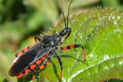 <i>Rhynocoris annulatus</i>