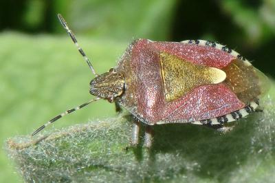 <i>Dolycoris baccarum</i>