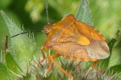 <i>Carpocoris purpureipennis</i>