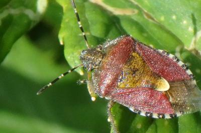 <i>Dolycoris baccarum</i>