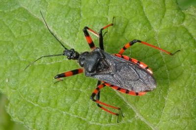 <i>Rhynocoris annulatus</i>