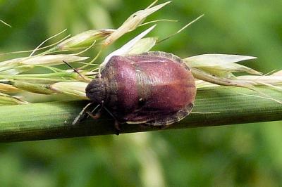 <i>Eurygaster testudinaria</i>