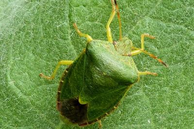 <i>Palomena prasina</i>