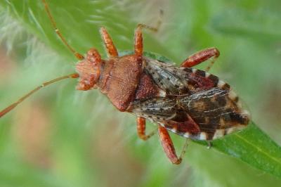 <i>Rhopalus subrufus</i>