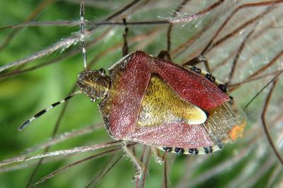 <i>Dolycoris baccarum</i>