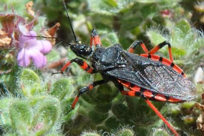 <i>Rhynocoris annulatus</i>