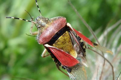 <i>Dolycoris baccarum</i>