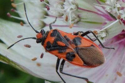 <i>Corizus hyoscyami hyoscyami</i>