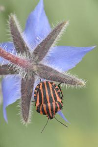 <i>Graphosoma italicum italicum</i>