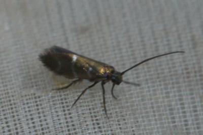 <i>Micropterix aruncella</i>