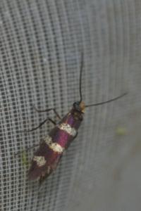 <i>Micropterix aureatella</i>
