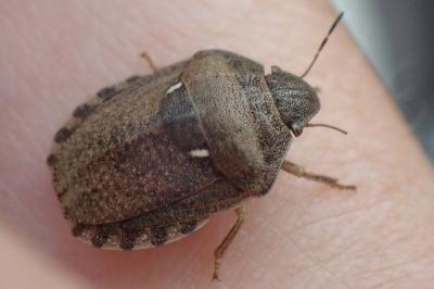<i>Eurygaster maura</i>