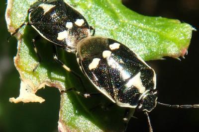 <i>Eurydema oleracea</i>