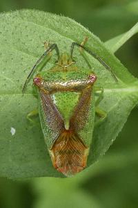 <i>Acanthosoma haemorrhoidale</i>