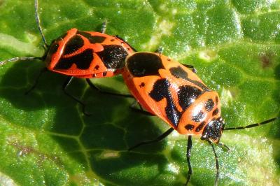 <i>Eurydema dominulus</i>