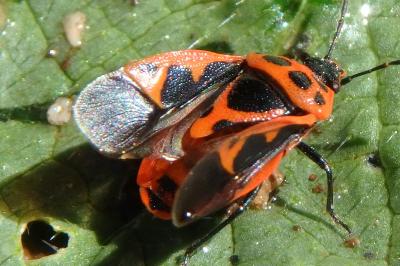 <i>Eurydema dominulus</i>