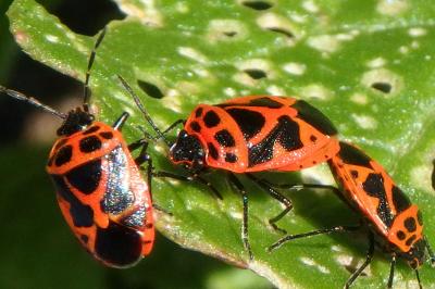 Eurydema dominulus