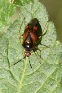 <i>Deraeocoris ruber</i>