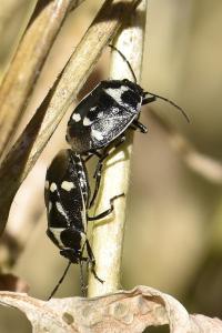 <i>Eurydema oleracea</i>