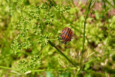 <i>Graphosoma italicum italicum</i>
