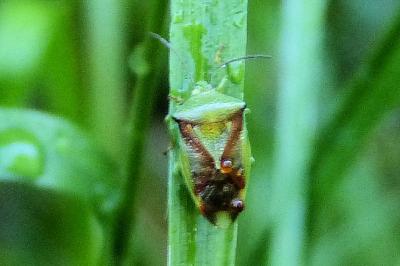 <i>Elasmostethus interstinctus</i>