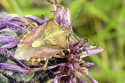 <i>Carpocoris purpureipennis</i>