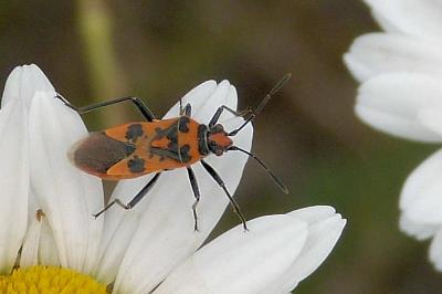 <i>Corizus hyoscyami hyoscyami</i>