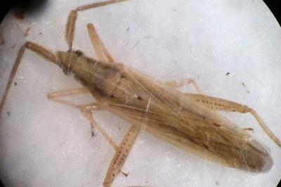 <i>Stenodema</i>