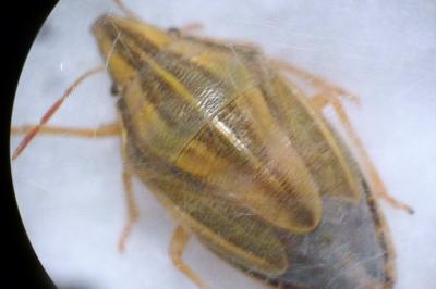 <i>Aelia acuminata</i>