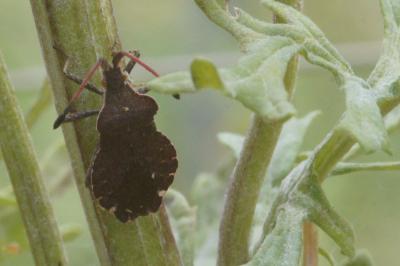 <i>Enoplops scapha</i>