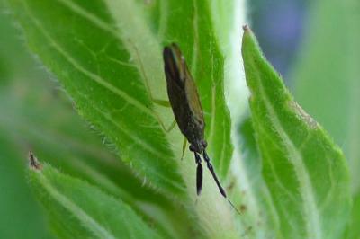 <i>Heterotoma planicornis</i>