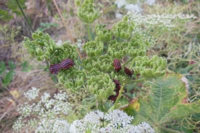 <i>Graphosoma italicum italicum</i>