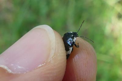 <i>Tritomegas bicolor</i>