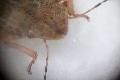 <i>Eurygaster austriaca</i>