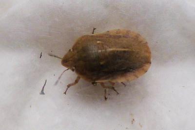 <i>Eurygaster austriaca</i>